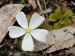 Drosera aberrans