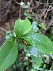 Chauliognathus flavipennis