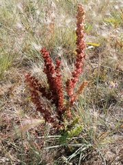 Rumex stenophyllus