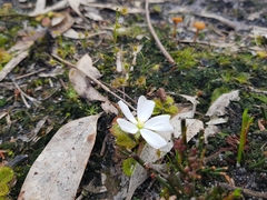 Drosera aberrans