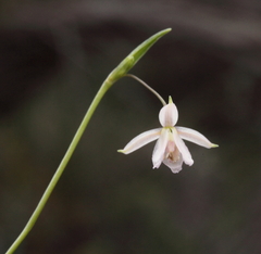 Arthropodium curvipes