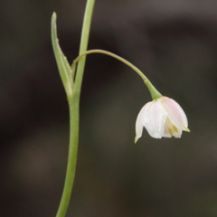 Arthropodium curvipes