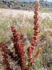 Rumex stenophyllus