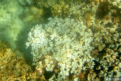 Montipora capitata
