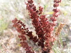 Rumex stenophyllus
