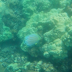 Chaetodon ornatissimus