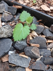 Rubus fruticosus