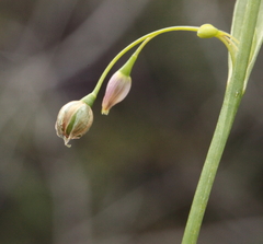 Arthropodium curvipes