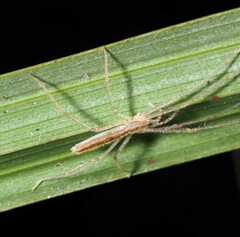 Tetragnathidae