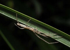 Tetragnathidae