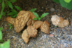 Morchella rufobrunnea