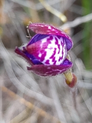 Elythranthera brunonis