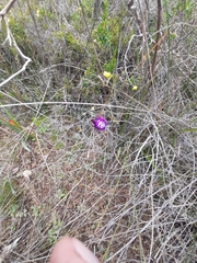 Elythranthera brunonis