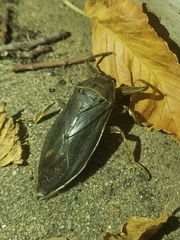 Lethocerus americanus
