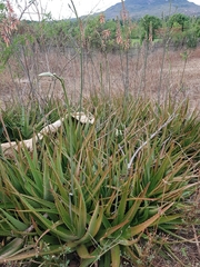 Aloe massawana image