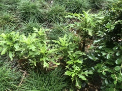 Asteraceae