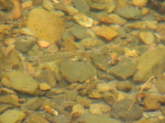 Oncorhynchus kisutch