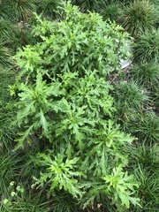 Asteraceae