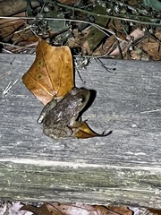 Lithobates catesbeianus