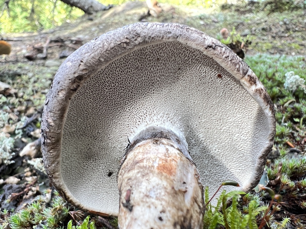 Boletopsis perplexa