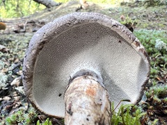 Boletopsis leucomelaena