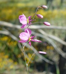 Arthropodium dyeri