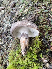 Boletopsis leucomelaena