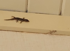 Hemidactylus frenatus