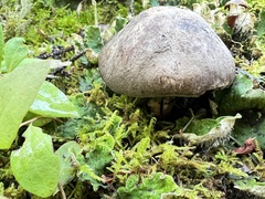 Boletopsis leucomelaena