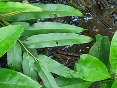 Periophthalmodon schlosseri