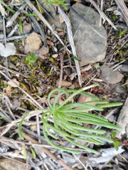 Eriospermum proliferum