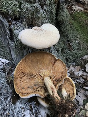 Neolentinus lepideus
