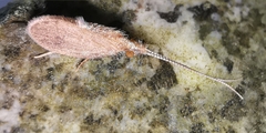 Lepidostomatidae