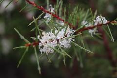 Hakea sericea