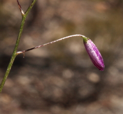 Arthropodium dyeri
