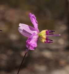 Arthropodium dyeri
