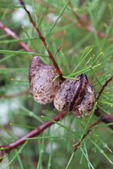Hakea sericea