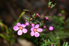 Euryomyrtus ramosissima