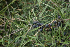 Rhamnus erythroxyloides