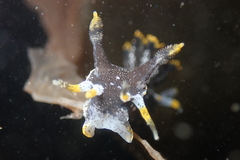 Polycera hedgpethi