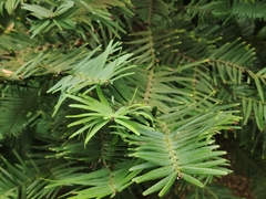 Wollemia nobilis