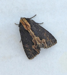 Dypterygia scabriuscula