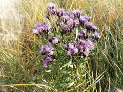 Saussurea salicifolia