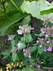 Clinopodium caucasicum