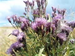 Saussurea salicifolia