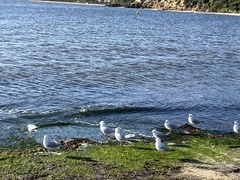 Chroicocephalus novaehollandiae