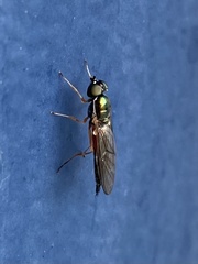 Sargus bipunctatus