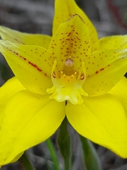 Caladenia flava flava