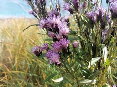 Saussurea salicifolia