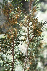 Juniperus monticola